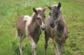 Fani und Aron vom Forsthof Nordhelle