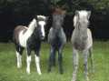 Alfur, Goliat und Glaesa vom Forsthof Nordhelle