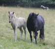 Bara und Vinda vom Forsthof Nordhelle (Foto: Forsthof Nordhelle)