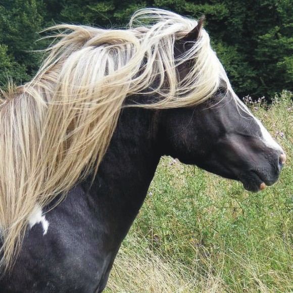 Unser Hengst Skinfaxi